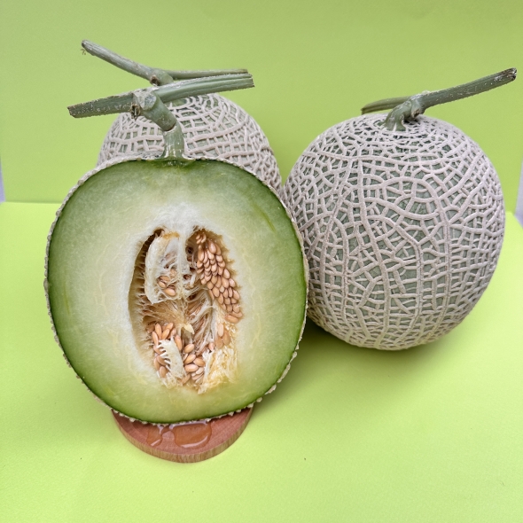 [메론캄스] 머스크 메론 1.5kg 당도선별 멜론