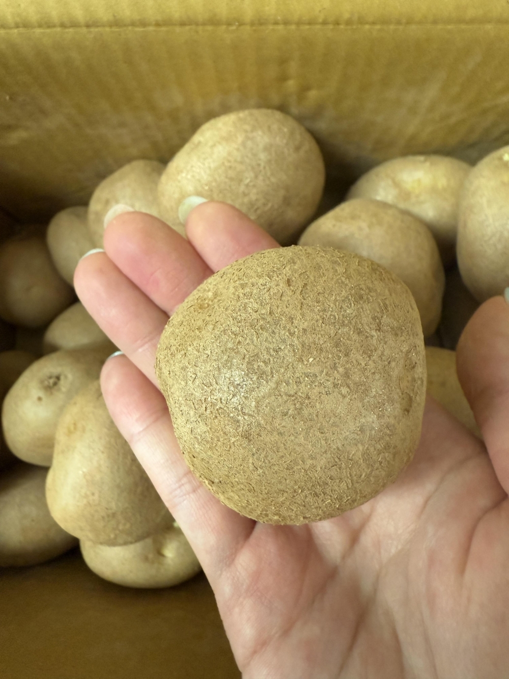 25년 햇감자 중 대 특 왕특 3kg 5kg 김제 국내산