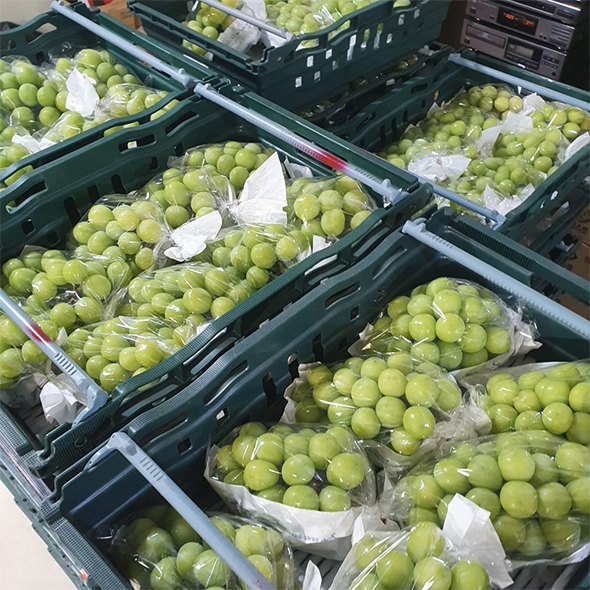 [산지직송] 25년 햇 샤인 머스켓 실속형 프리미엄 500g 700g 1kg 2kg 가정용