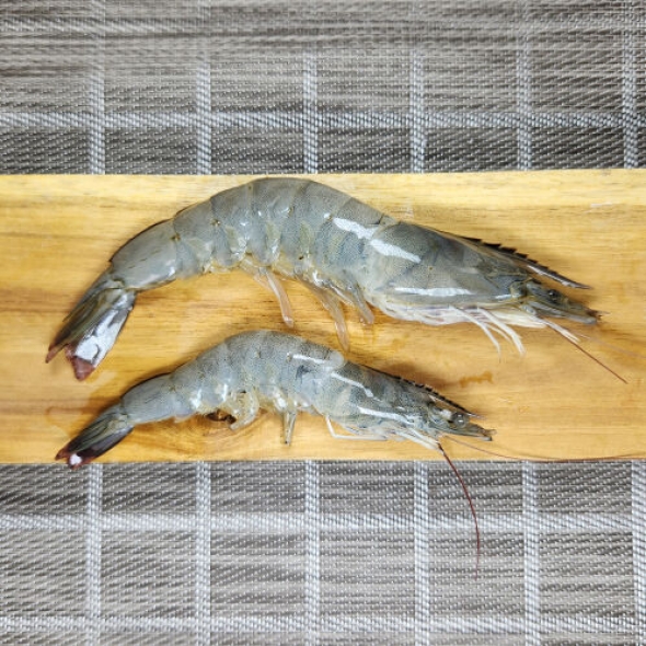 흰다리새우 싱싱한 양식장 새우