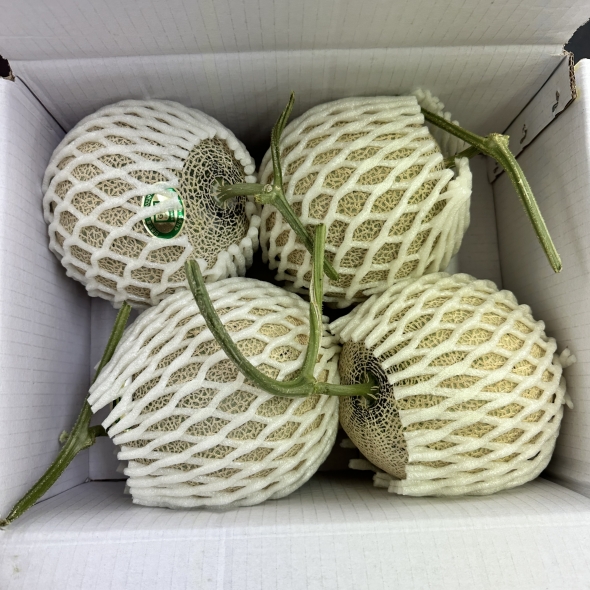 [메론캄스] 머스크 메론 1.5kg 당도선별 멜론
