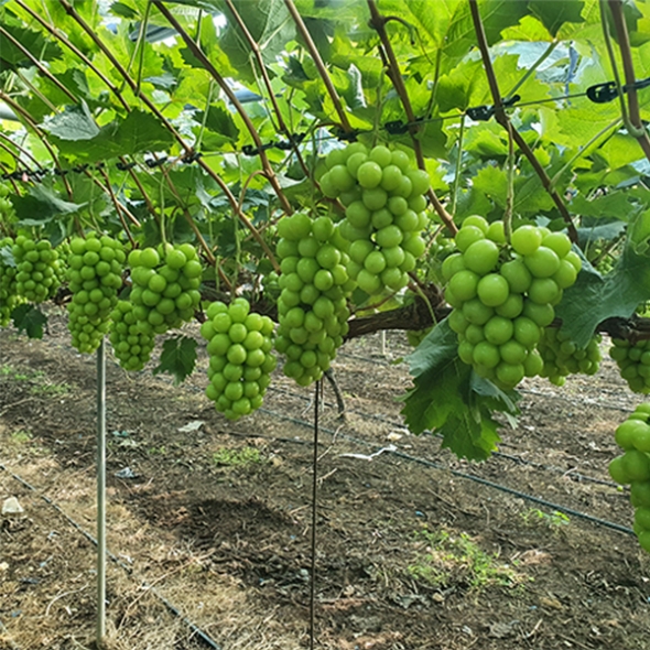 [산지직송] 25년 햇 샤인 머스켓 실속형 프리미엄 500g 700g 1kg 2kg 가정용