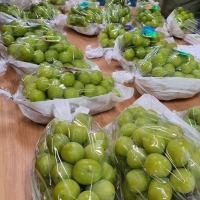 [산지직송] 25년 햇 샤인 머스켓 실속형 프리미엄 500g 700g 1kg 2kg 가정용