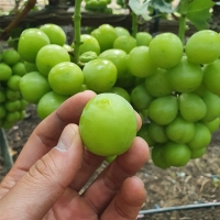 [산지직송] 25년 햇 샤인 머스켓 실속형 프리미엄 500g 700g 1kg 2kg 가정용