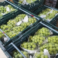 [산지직송] 25년 햇 샤인 머스켓 실속형 프리미엄 500g 700g 1kg 2kg 가정용