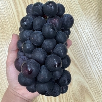 고당도  국내산  거봉포도