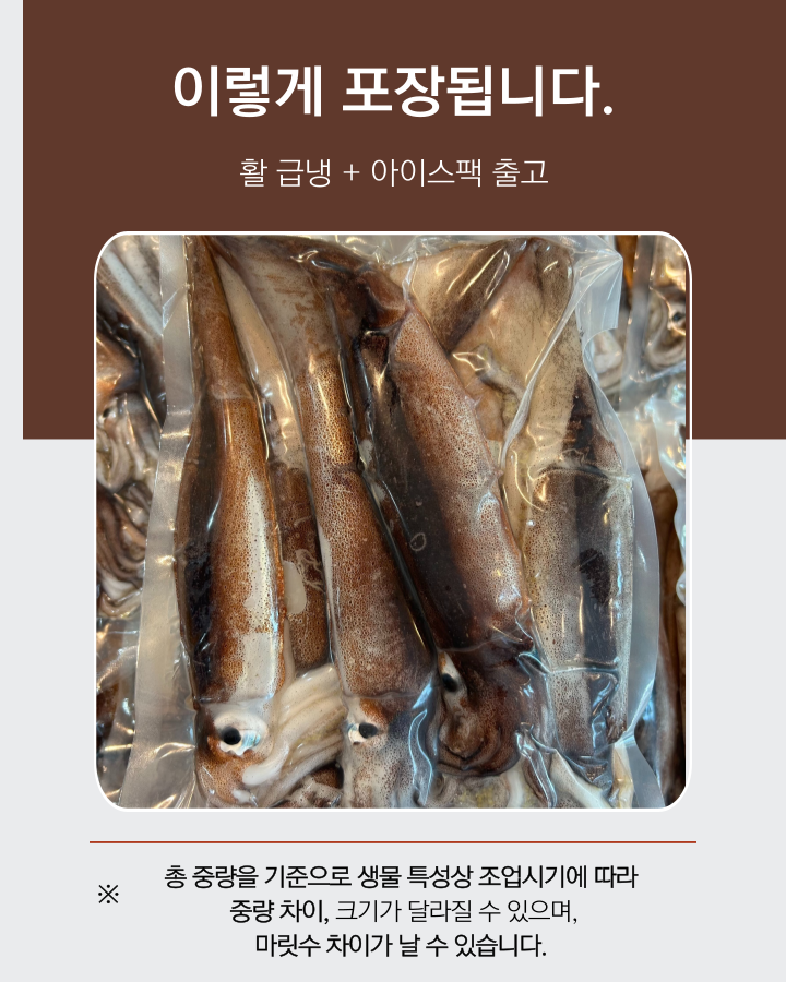 100%구룡포 생물오징어 당일바리 채낚기 활 급냉 1kg