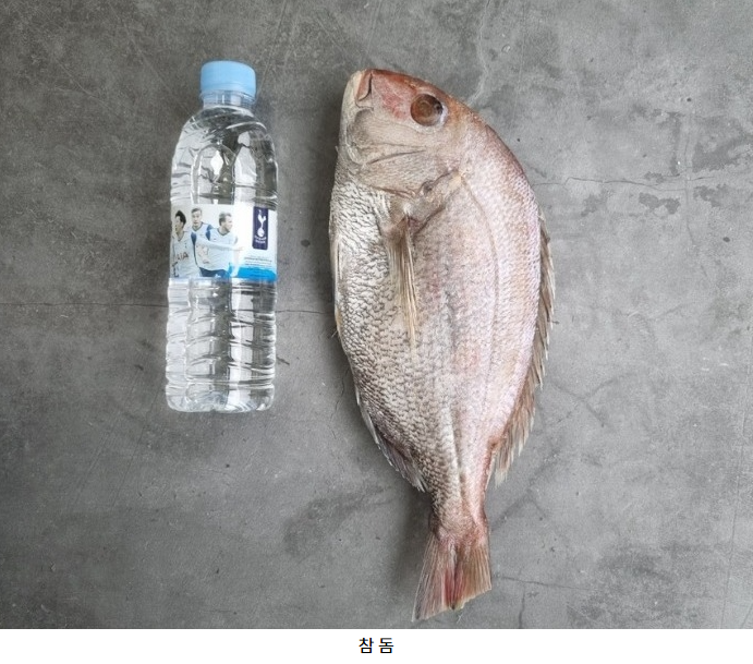 홍지수산 남해안 서대 3마리 1팩  제수용 선물용
