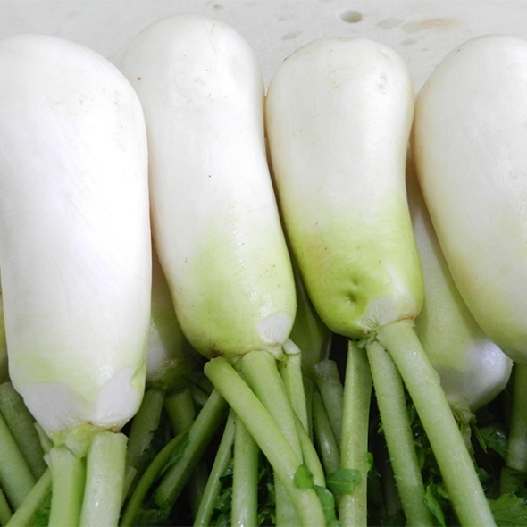 싱싱하고 아삭아삭한  알타리&초롱무