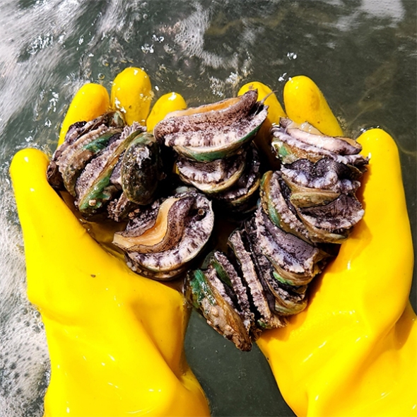 [전복캄스] 완도 전복 참전복 1kg 구이용 찜용 