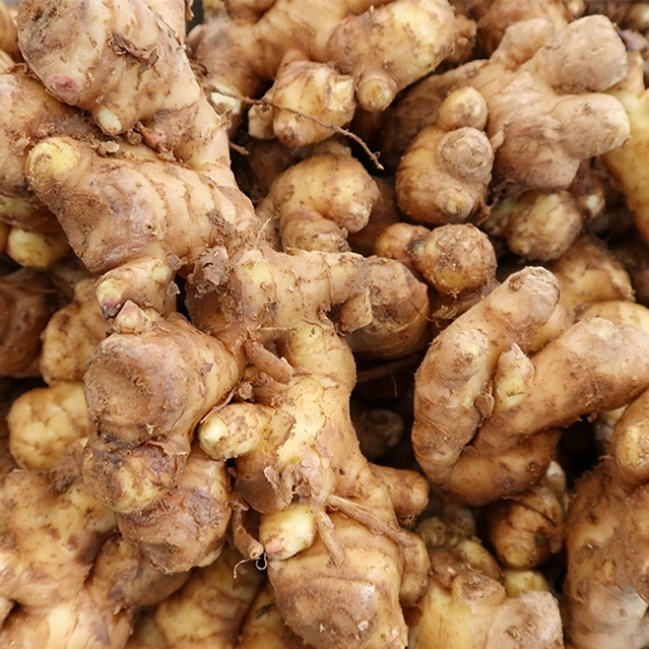 [김장철] [생강최고] 찐한 생강 흙생강 세척생강 1kg