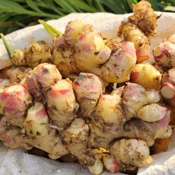 [생강최고] 찐한 생강 흙생강 세척생강 1kg