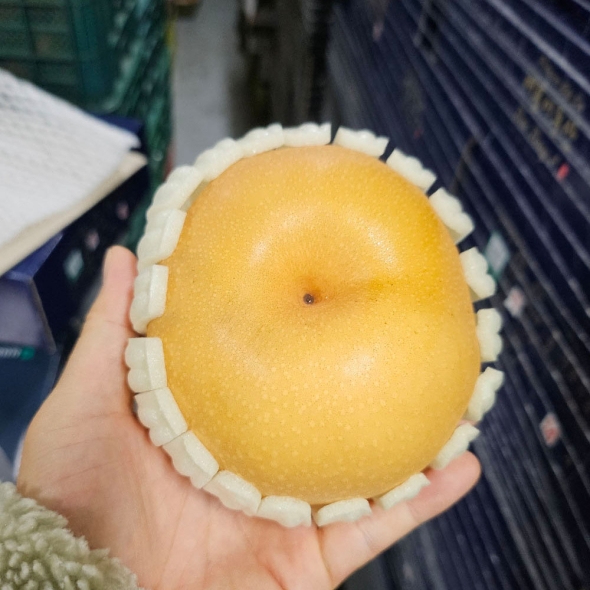  달콤함이 꽉 찬 가을 신고배 (3kg/5kg/15kg)