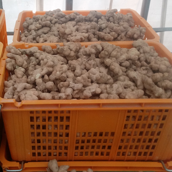 [생강최고] 찐한 생강 흙생강 세척생강 1kg