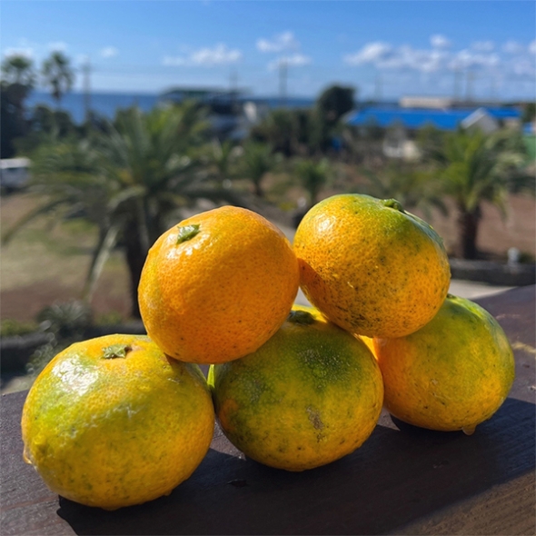 고당도 타이벡  감귤(푸)