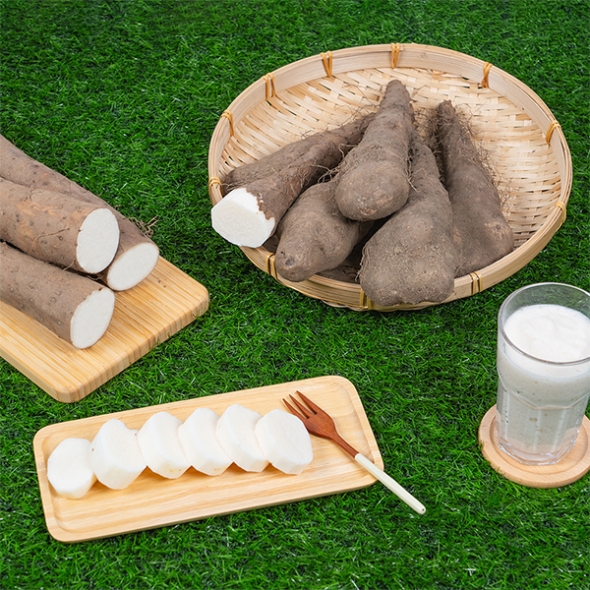  [주말특가] 비옥한 흙에서 비롯된 신선한 산마,장마(푸)