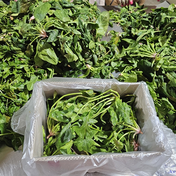 남해의 선물  보물초 시금치(푸)