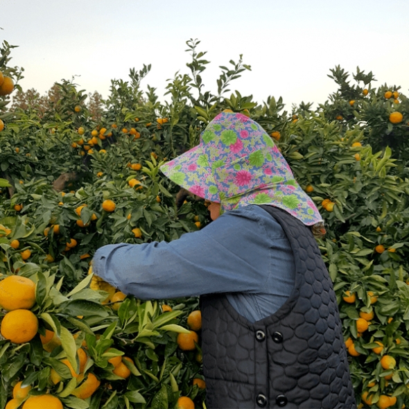 고당도 타이벡  감귤(푸)