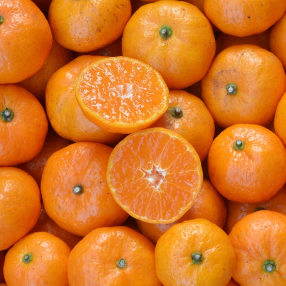 산지직송 제주 노지 감귤 4.5kg