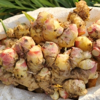 [생강최고] 찐한 생강 흙생강 세척생강 1kg