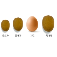 [주말특가] 차원이 다른 맛과 당도 프리미엄 레드키위(푸)