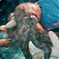 [신한카드 할인]산지직송 통영 자연산 돌문어 500g  1kg 제수용