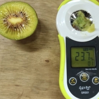 [주말특가] 차원이 다른 맛과 당도 프리미엄 레드키위(푸)