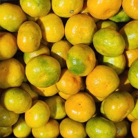 고당도 타이벡  감귤(푸)