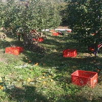 전통방식의 반건시 영동곶감(푸)