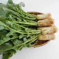 싱싱하고 아삭아삭한  알타리&초롱무