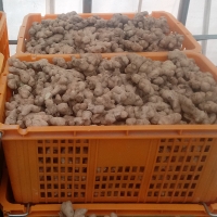 [생강최고] 찐한 생강 흙생강 세척생강 1kg