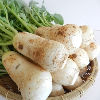 싱싱하고 아삭아삭한  알타리&초롱무