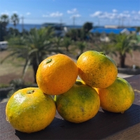 고당도 타이벡  감귤(푸)