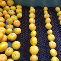 고당도 타이벡  감귤(푸)