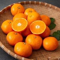 고당도 타이벡  감귤(푸)