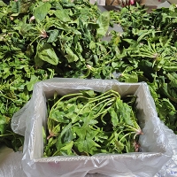 남해의 선물  보물초 시금치(푸)
