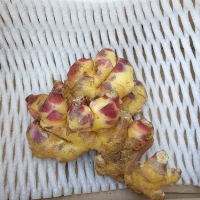 [김장철] [생강최고] 찐한 생강 흙생강 세척생강 1kg