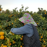 고당도 타이벡  감귤(푸)