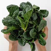 남해의 선물  보물초 시금치(푸)